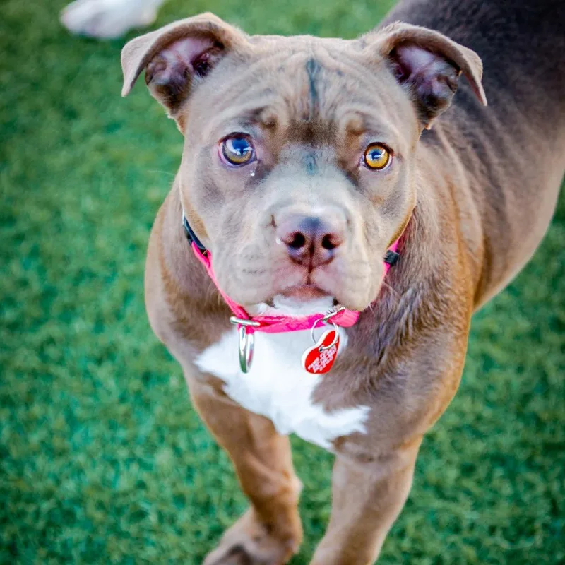 Sweety A thumbnail 5