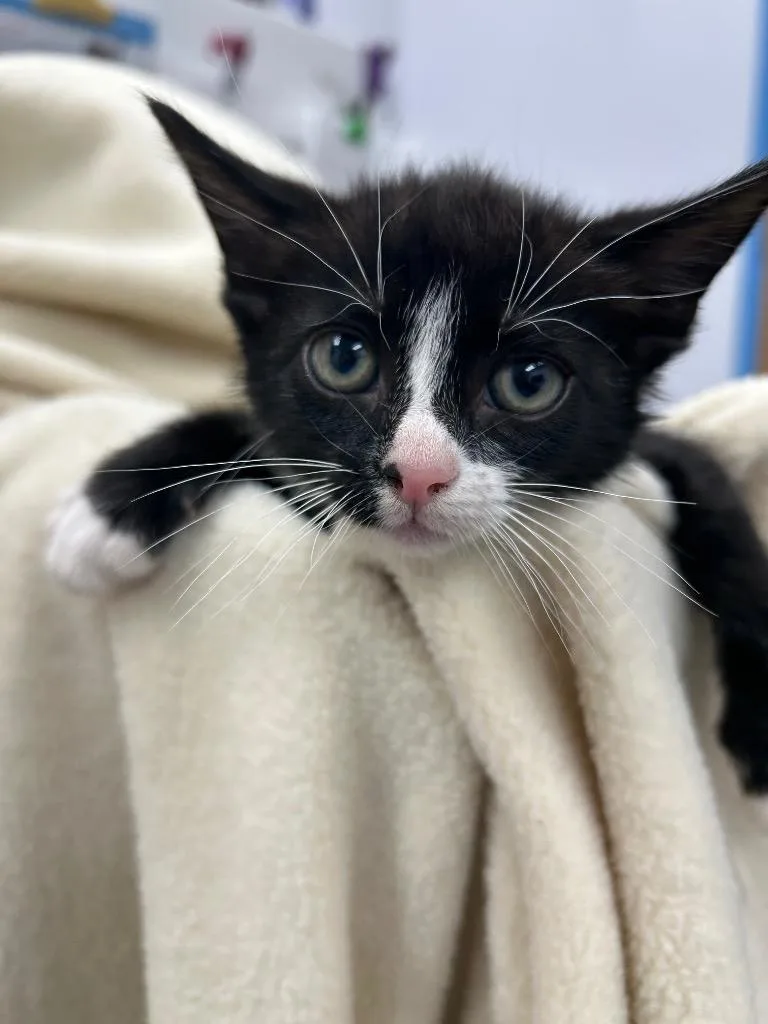 A baby medium-sized male Domestic Short Hair cat named Jesse for adoption in Hartsville, SC