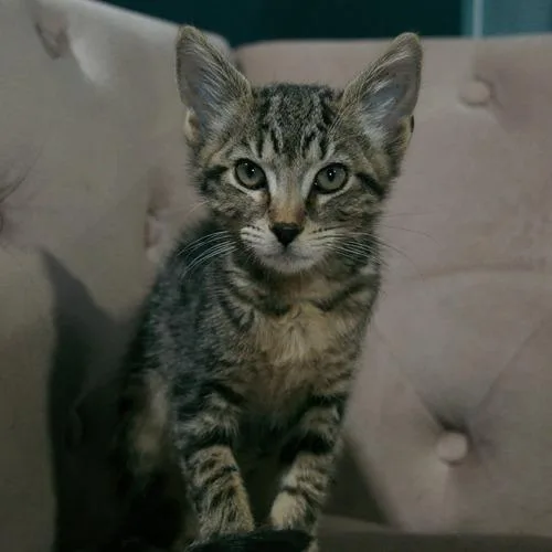 A baby small-sized male Brown / Chocolate Domestic Short Hair cat named Crybaby for adoption in Sarasota, FL