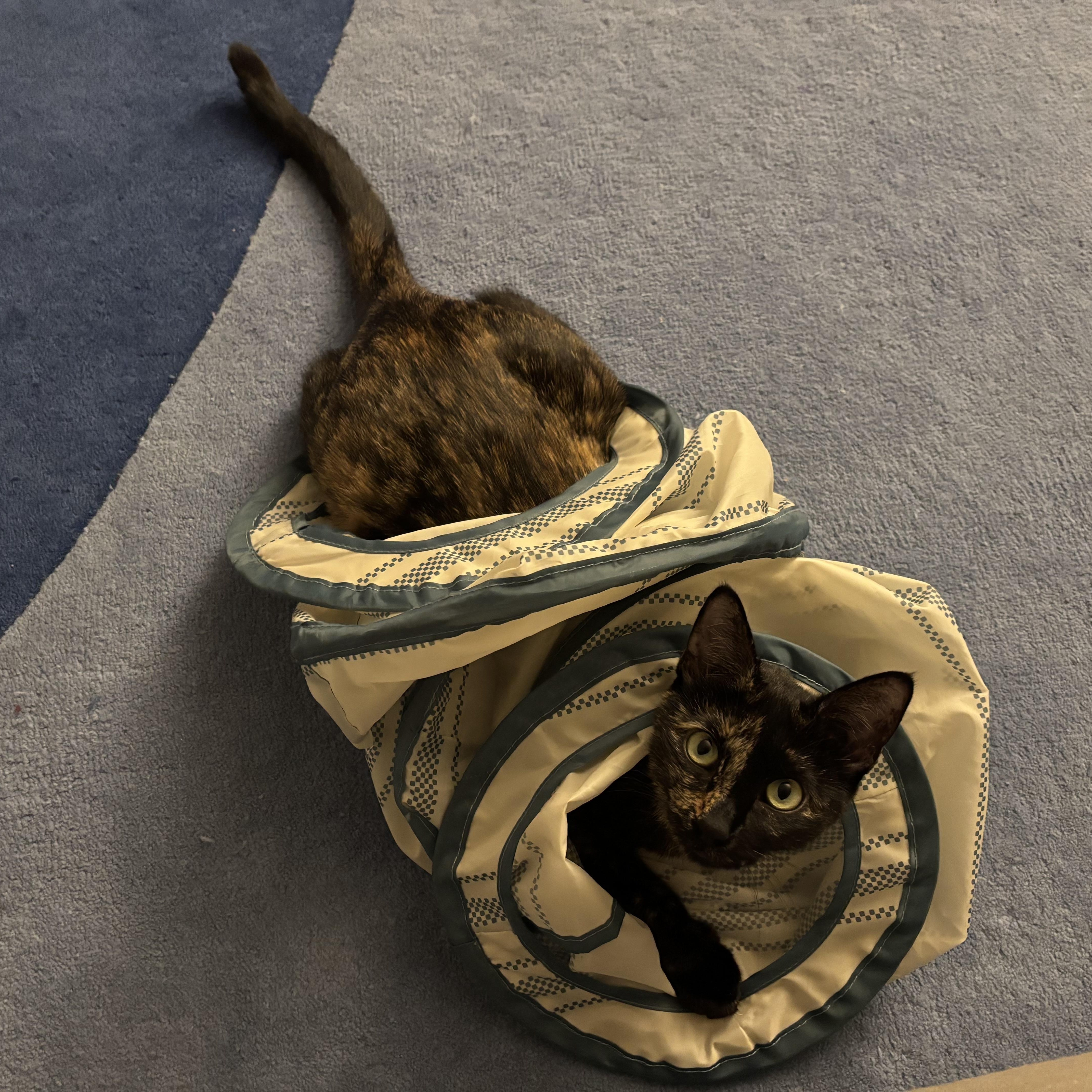 Ember  Sweet  thumbnail 5