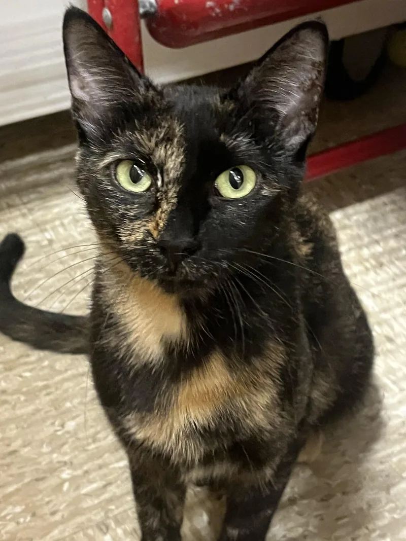 A young medium-sized female Tortoiseshell American Shorthair cat named Ember  Sweet  for adoption in Austin, TX