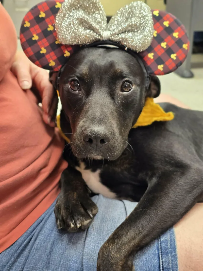 An adult medium-sized female Black Pit Bull Terrier dog named Lychee for adoption in Grants Pass, OR