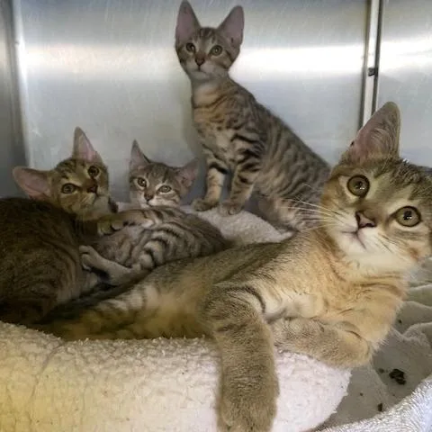 A baby small-sized male Brown / Chocolate Domestic Short Hair cat named Denim for adoption in Dayton, OH