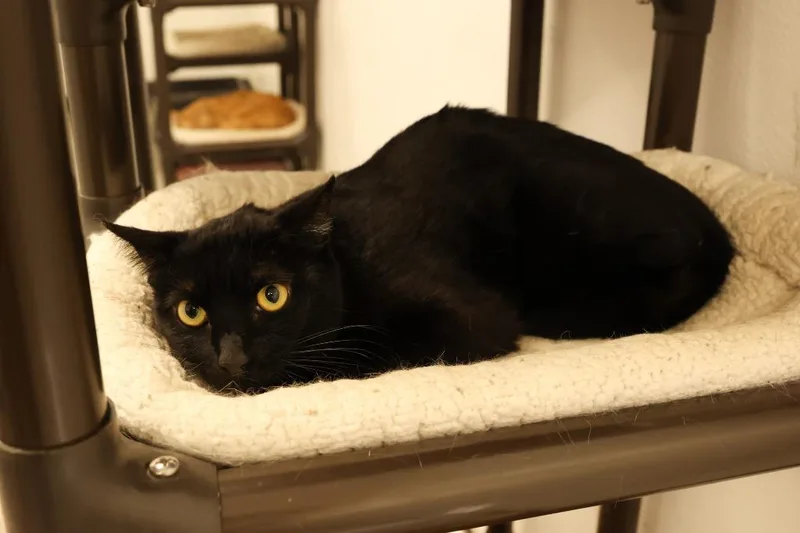 A young medium-sized male Black Domestic Short Hair cat named Jfk for adoption in Mira Loma, CA