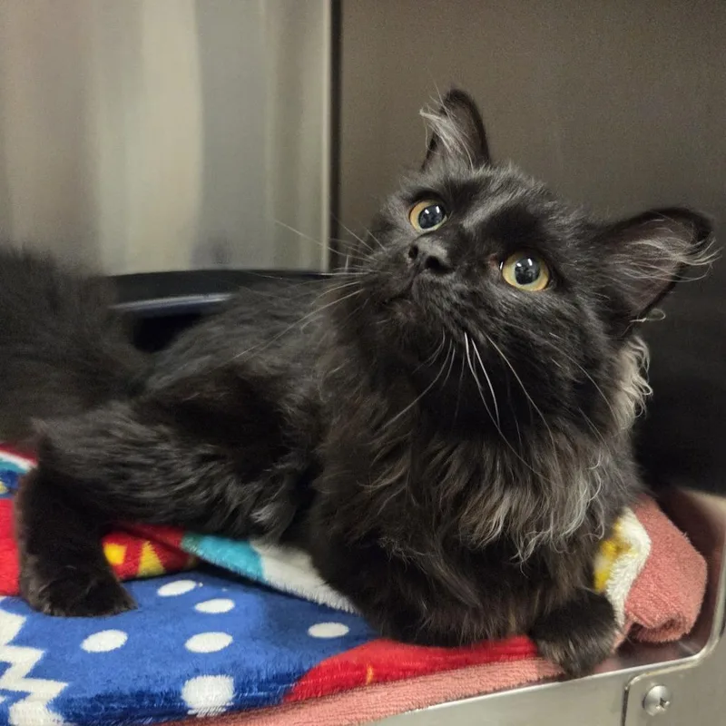 A young medium-sized male Black Domestic Long Hair cat named Malibu for adoption in Hinsdale, IL