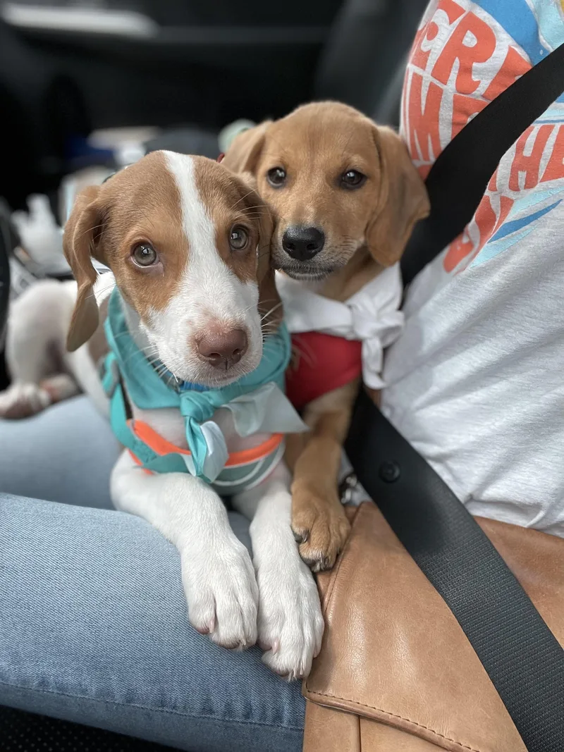 A baby medium-sized male Beagle dog named Stapes for adoption in Richmond, VA