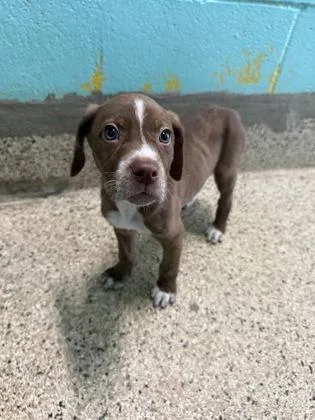 A baby medium-sized male Hound dog named Jackpot for adoption in Picayune, MS