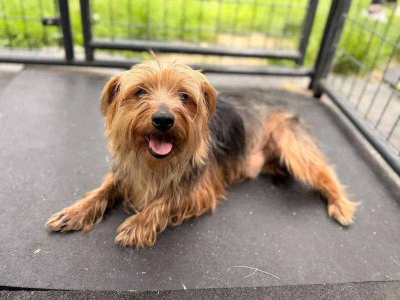 An adult small-sized male Yorkshire Terrier dog named Carl for adoption in Peru, NY