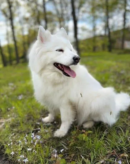 A senior small-sized female Pomeranian dog named Sierra for adoption in Parma, OH