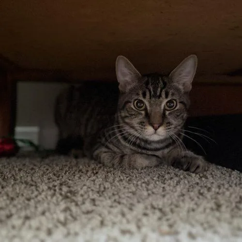 A young small-sized male Domestic Short Hair cat named Dax for adoption in Seven Valleys, PA