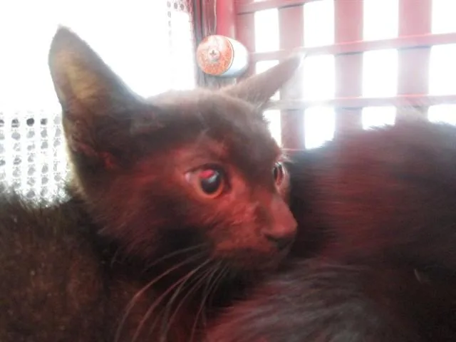 A baby small-sized female Domestic Short Hair cat named Rain for adoption in Ocala, FL