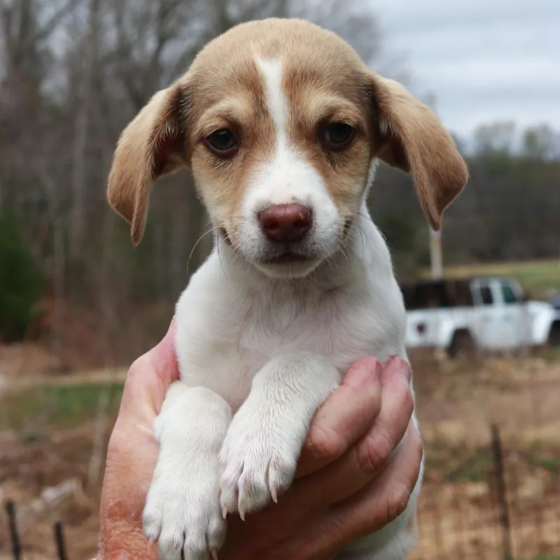 A baby medium-sized male White / Cream Jack Russell Terrier dog named Ct Beluga Avail Apr for adoption in Eastford, CT