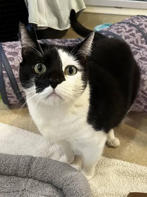 An adult small-sized male Domestic Short Hair cat named Forklift Felix for adoption in Santa Rosa, CA