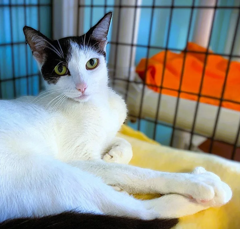 An adult medium-sized female Domestic Short Hair cat named Kiki for adoption in Seal Beach, CA