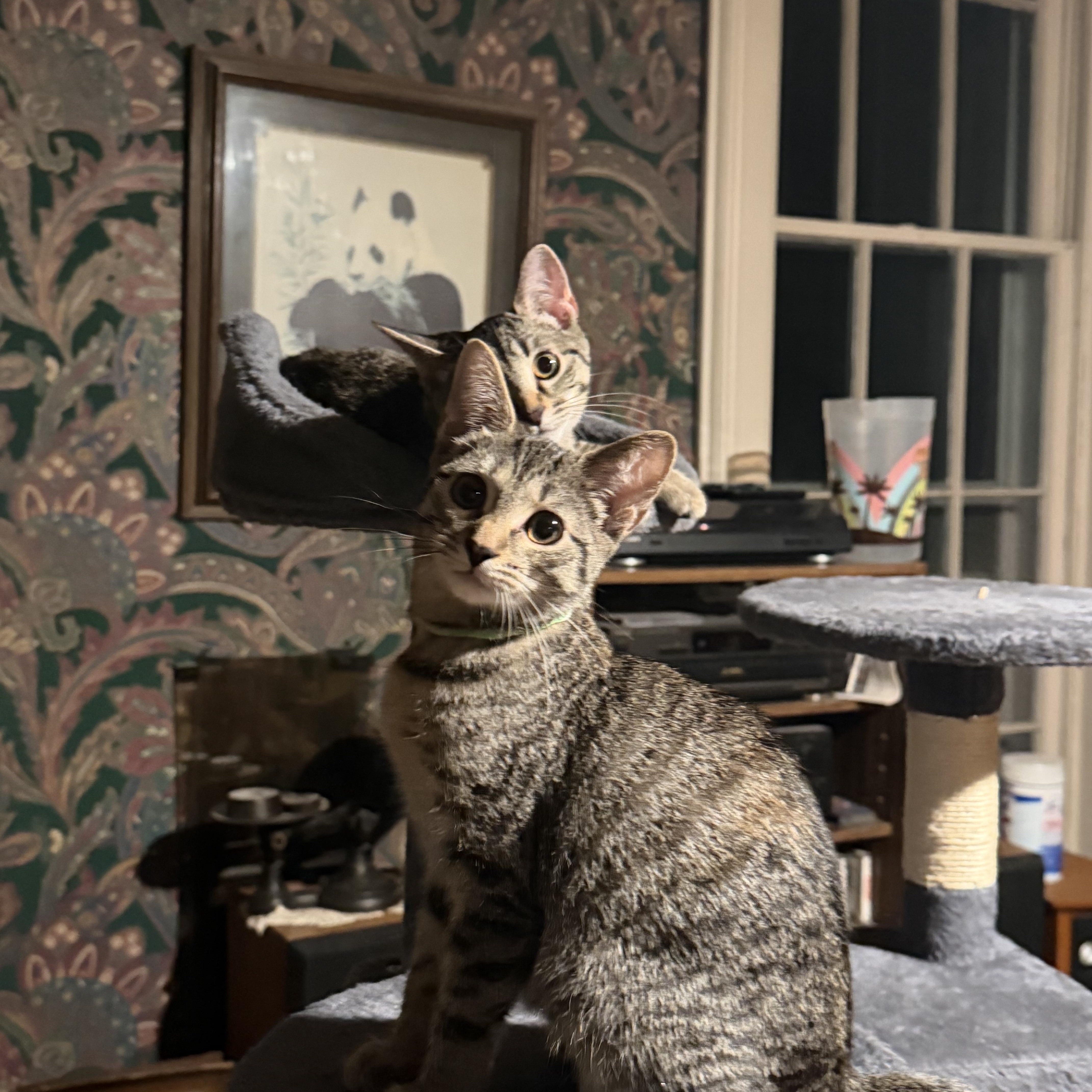 A baby small-sized female Tabby (Brown / Chocolate) Domestic Short Hair cat named Ryker for adoption in Martinsville, IN