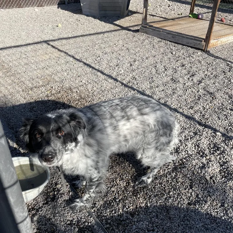 A senior medium-sized female White / Cream Border Collie dog named Snow for adoption in Rexburg, ID