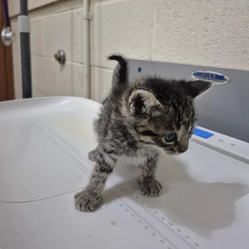 A baby small-sized female Brown / Chocolate Domestic Short Hair cat named Ann for adoption in Upland, CA