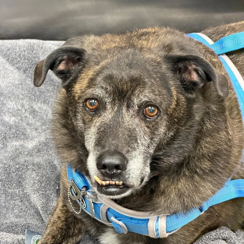 A senior small-sized male Hound dog named Griffin for adoption in Knoxville, TN