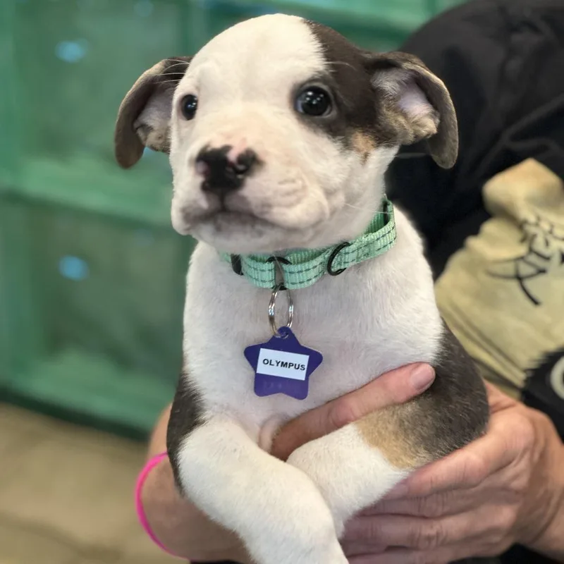 A baby medium-sized male Brown / Chocolate Mixed Breed dog named Olympus for adoption in San Francisco, CA