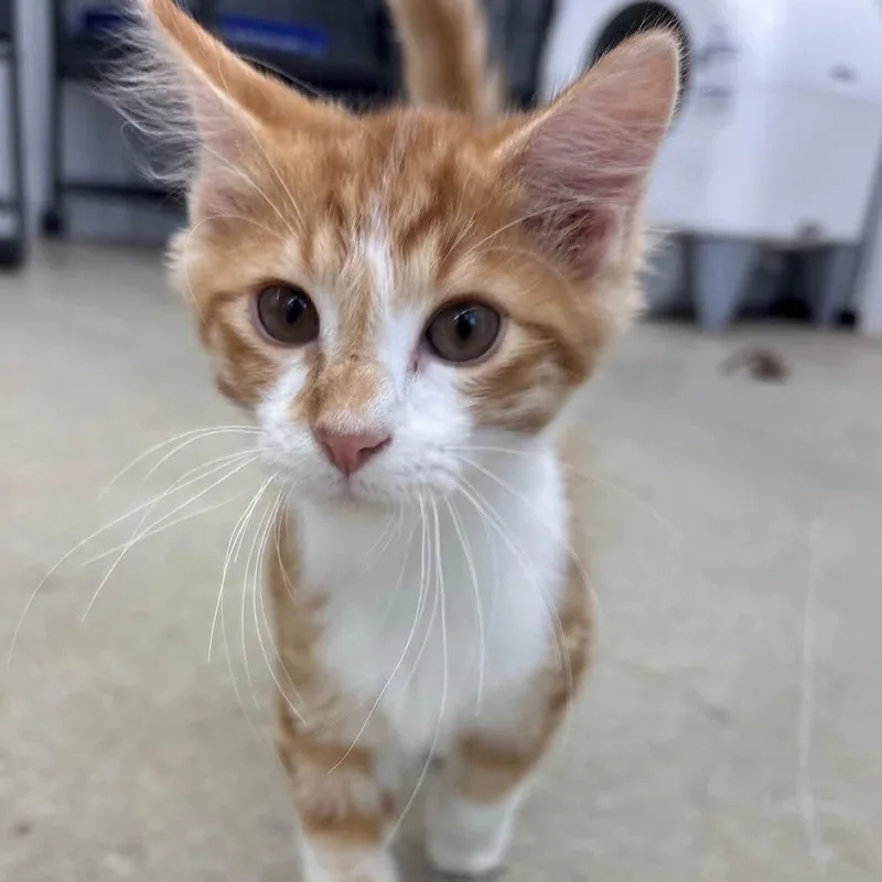 A baby large-sized male Orange & White Domestic Medium Hair cat named Cosmo for adoption in Richmond, MO