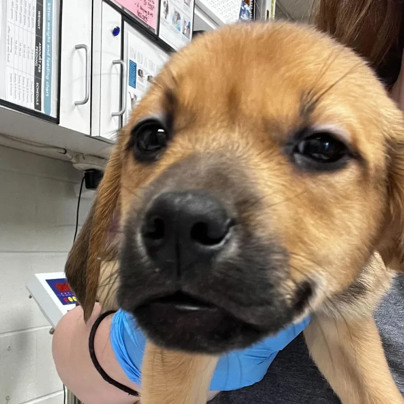 A baby medium-sized male Yellow / Tan / Blond / Fawn Bloodhound dog named Kennedy Space Center for adoption in Evansville, IN