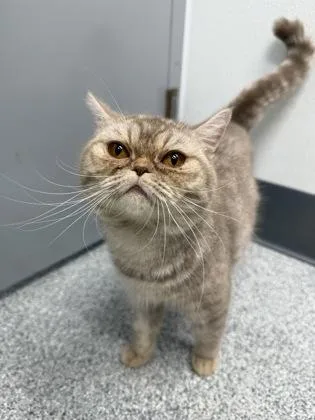 A young medium-sized female Gray / Blue / Silver Exotic Shorthair cat named Lolita for adoption in Tinley Park, IL