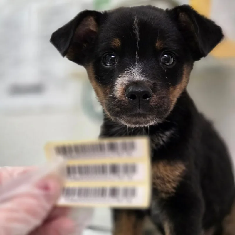 A baby small-sized male Brown / Chocolate Mixed Breed dog named Nick for adoption in Charleston, WV