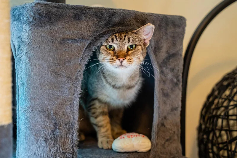 An adult medium-sized female Tabby (Brown / Chocolate) Domestic Short Hair cat named Scarlet for adoption in Dellslow, WV