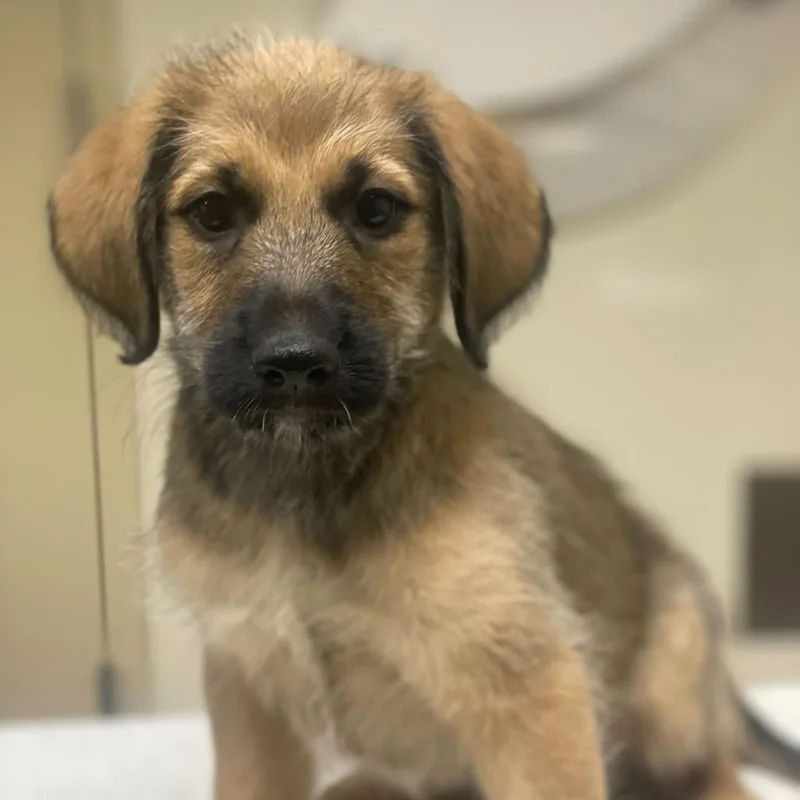 A baby small-sized male Yellow / Tan / Blond / Fawn Shepherd dog named Wilbert for adoption in Riverside, CA