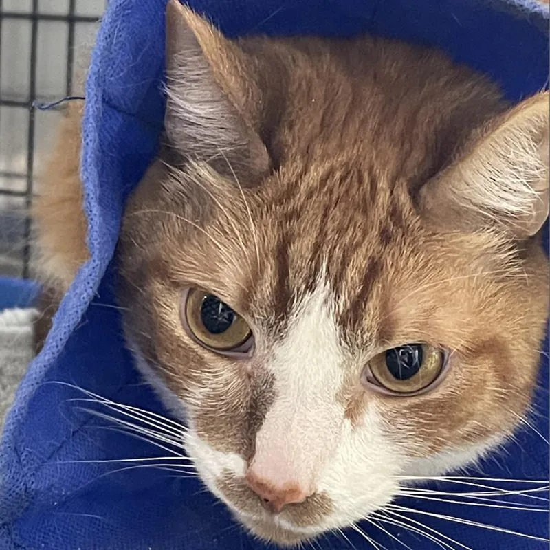 A senior large-sized male Orange / Red Domestic Short Hair cat named Zelder for adoption in Camden, DE