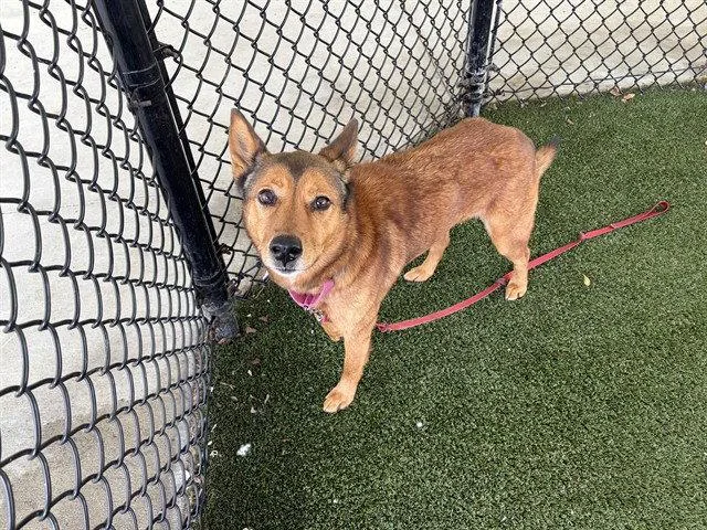A senior medium-sized female Shiba Inu dog named Foxy for adoption in Tavares, FL
