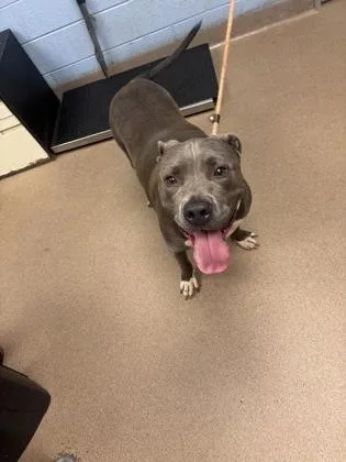 An adult extra large-sized male Mixed Breed dog named Tony Hawk for adoption in Chamblee, GA