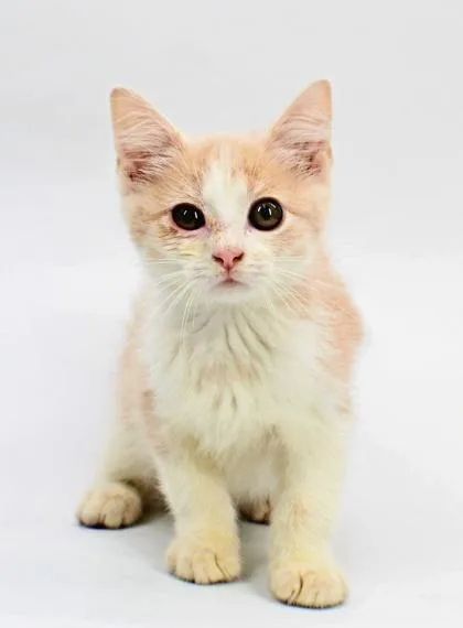 A baby small-sized female Domestic Short Hair cat named Starfish for adoption in Morton Grove, IL