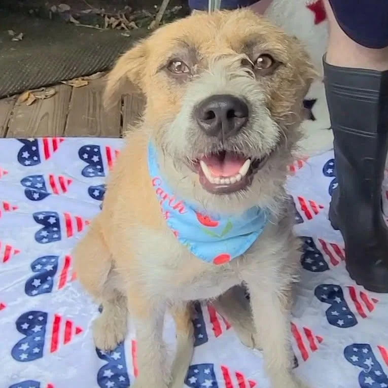 An adult medium-sized female Mixed Breed dog named Bailey for adoption in Woolwich, ME