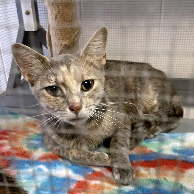 An adult medium-sized female Torbie Domestic Short Hair cat named Merrell for adoption in Brownsboro, AL