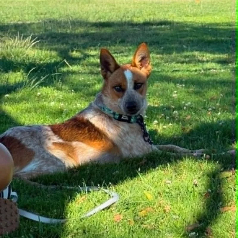 A young medium-sized male Red / Chestnut / Orange Cattle Dog dog named Mickey for adoption in San Diego, CA
