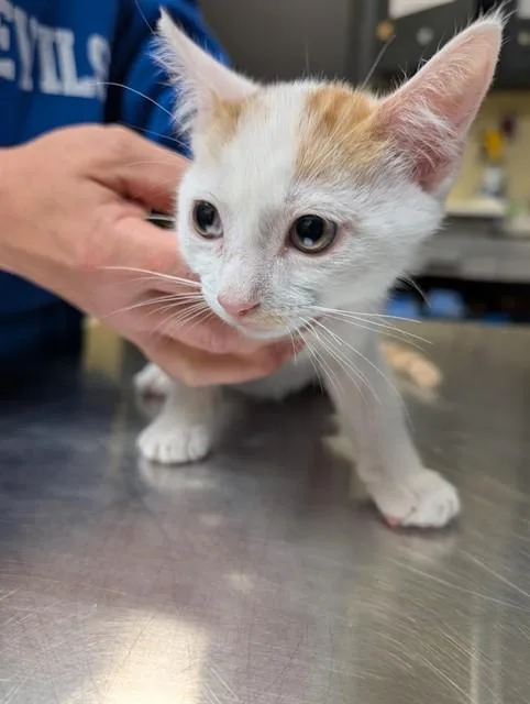 A baby medium-sized male Domestic Short Hair cat named Sacramento for adoption in Cookeville, TN