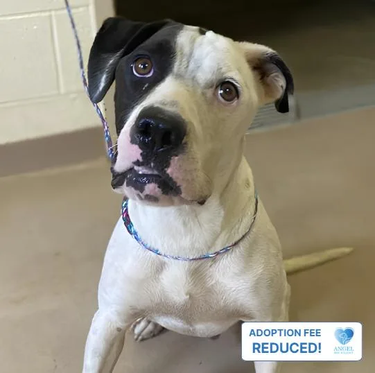 An adult medium-sized male Bicolor Pit Bull Terrier dog named Pretzel for adoption in Naperville, IL