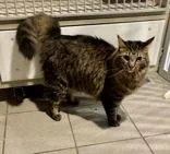 Shortbread thumbnail 2