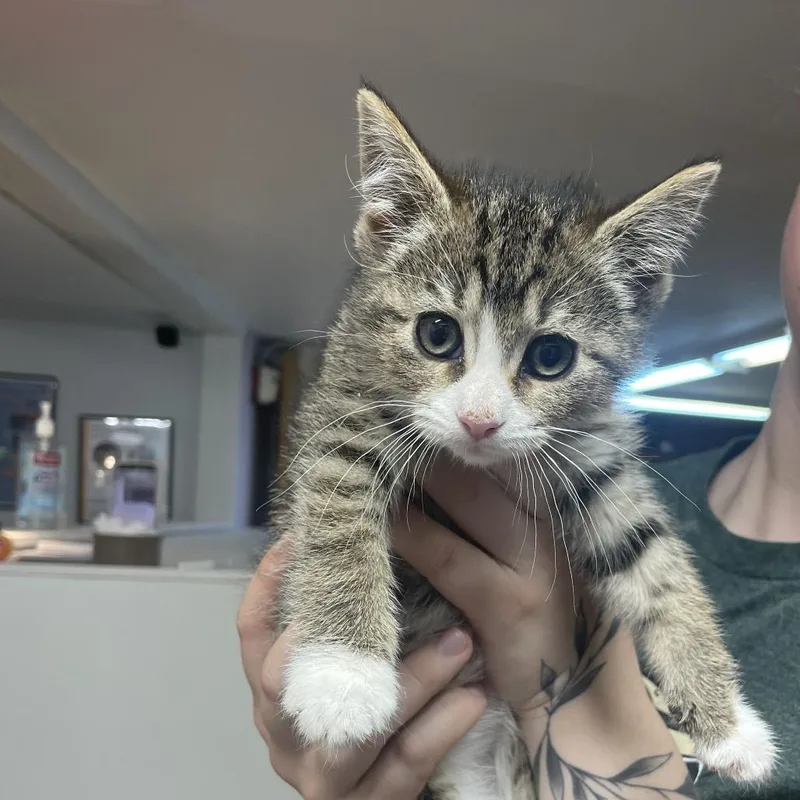 A baby small-sized female Brown / Chocolate Domestic Short Hair cat named Briar for adoption in Madison, WI