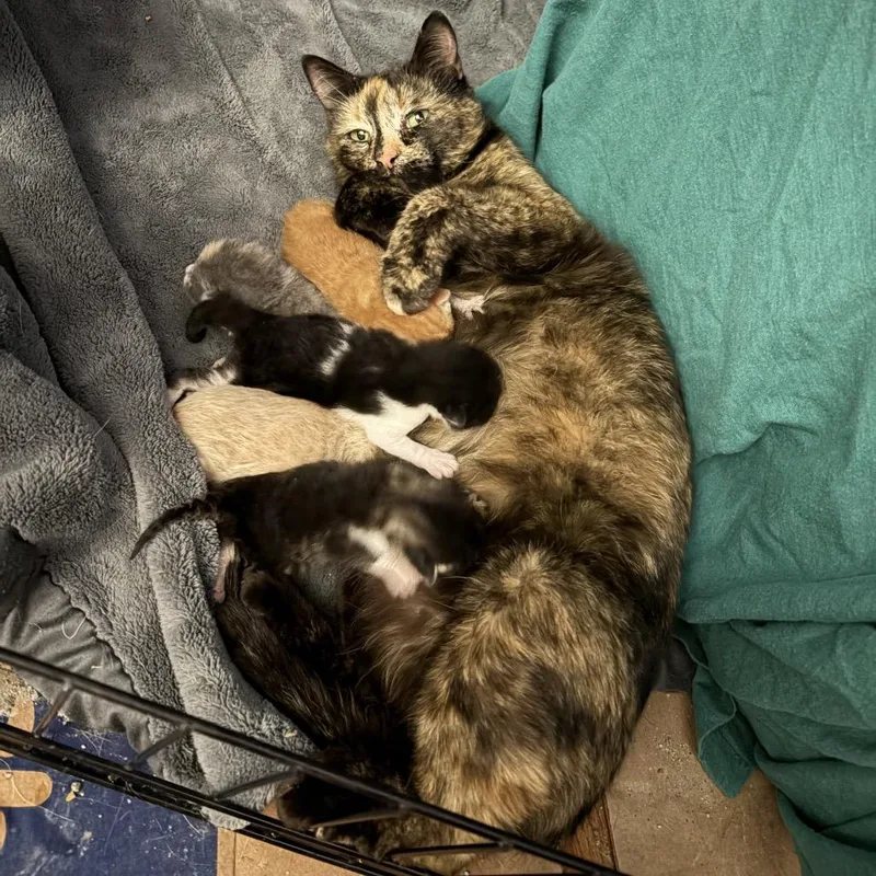An adult small-sized female Tortoiseshell Domestic Short Hair cat named Frida for adoption in Monroe, MI