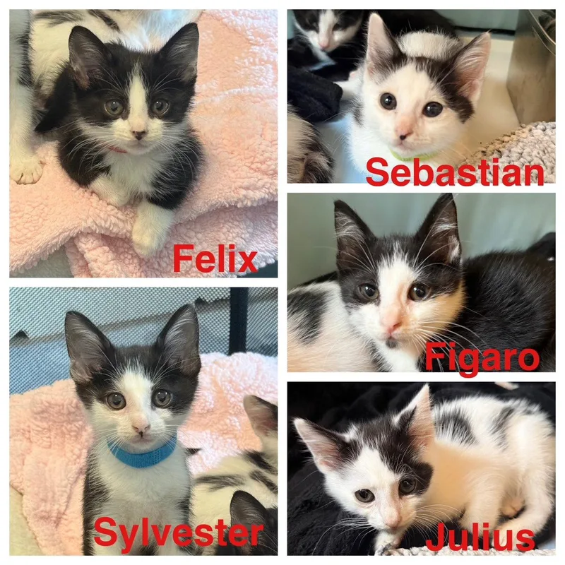 A baby medium-sized male Domestic Short Hair cat named Sylvester E. for adoption in Frisco, TX