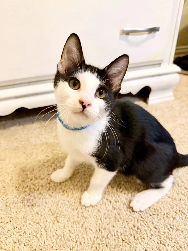 Sylvester E. thumbnail 2