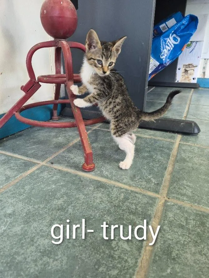 A baby small-sized female Domestic Short Hair cat named Trudy for adoption in Center, TX