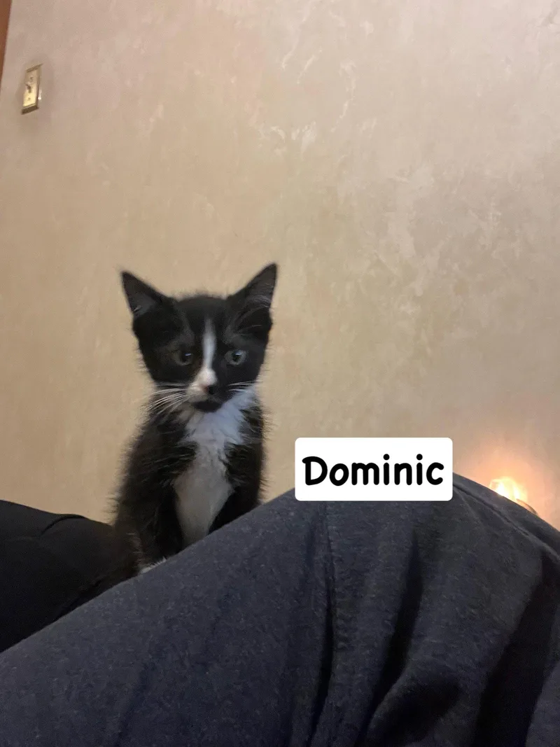 A baby medium-sized male Domestic Short Hair cat named Dominic for adoption in Yardley, PA