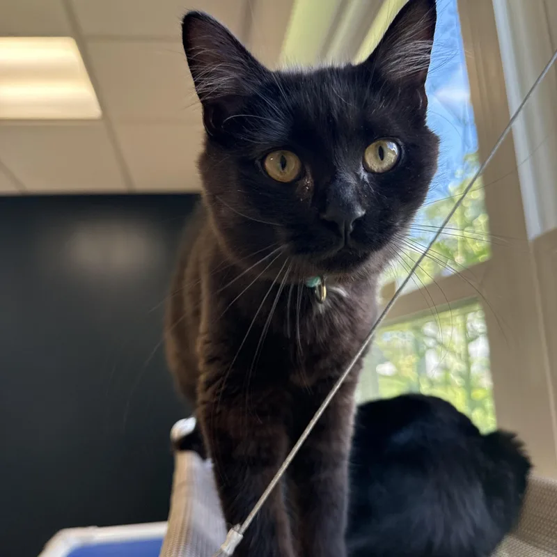 A baby small-sized female Black Domestic Short Hair cat named Fudge for adoption in North Haven, CT