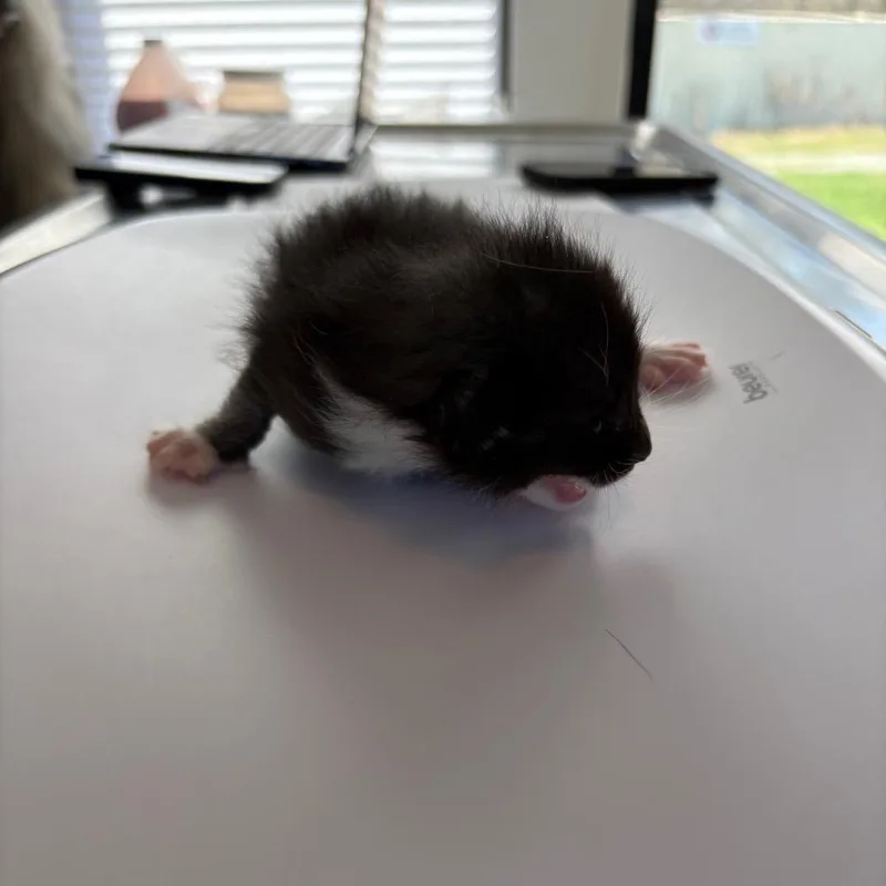 A baby small-sized female Black Domestic Short Hair cat named Margot for adoption in Chapel Hill, NC