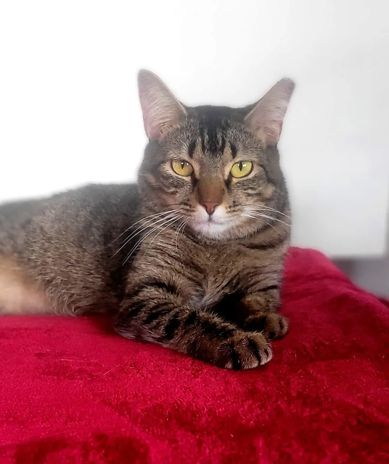 A young medium-sized female Brown / Chocolate American Shorthair cat named Channel for adoption in San Juan, PR