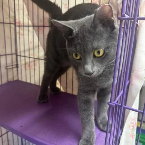 A young medium-sized male Gray / Blue / Silver Domestic Short Hair cat named Richie for adoption in Springfield, IL