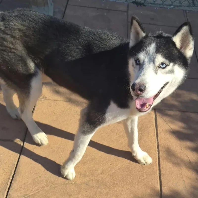 An adult large-sized male White / Cream Husky dog named Blue for adoption in New Orleans, LA
